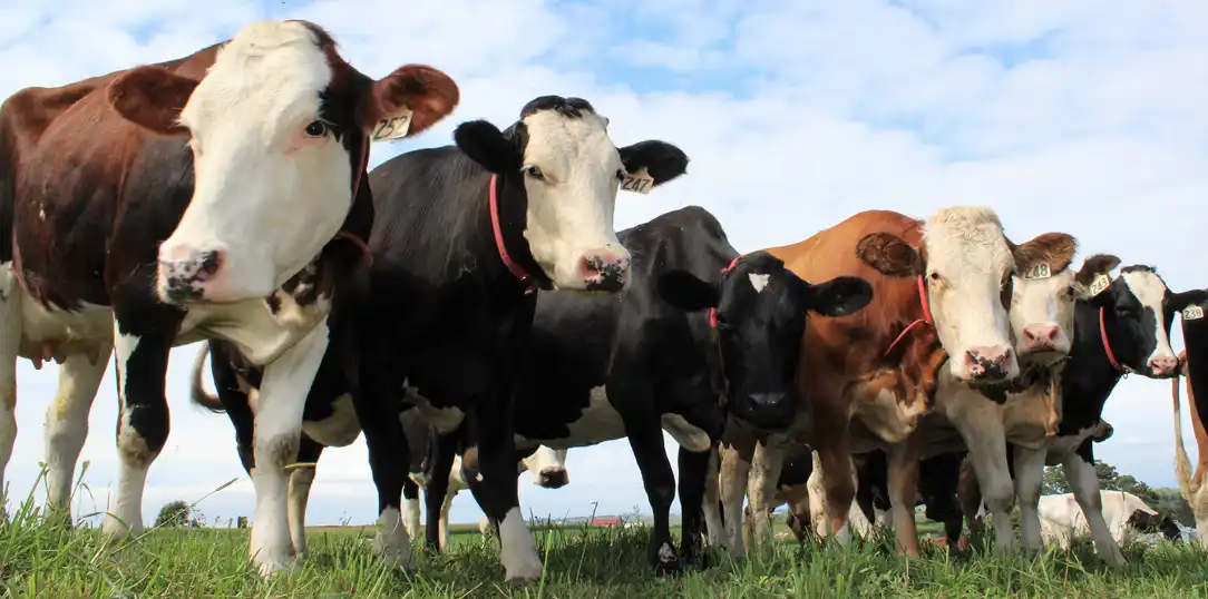 Dairy & Livestock Financing in Pakistan